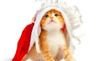 pic for Christmas Kitten 